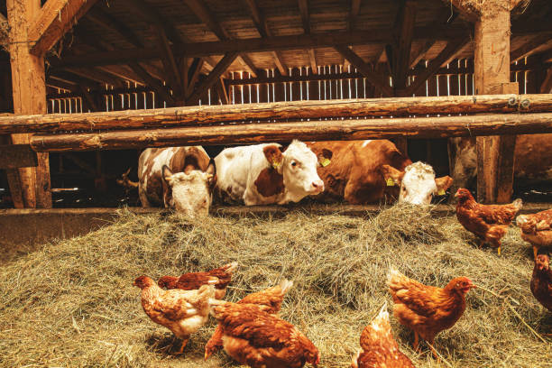 Scene of hen walking past cattle while feeding dry straw in natural rural agricultural organic farm